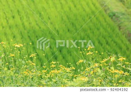 夏天路邊的風景，黃花的風景 92404192