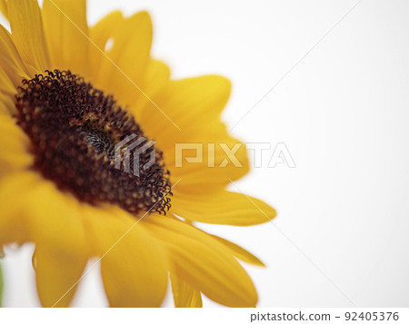 向日葵/花語“渴望”“熱情” 92405376