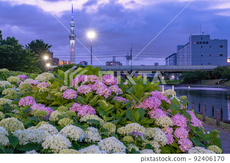 《Tokyo》 Hydrangea and Sky Tree ・ Kyunaka River Waterside Park 92406170