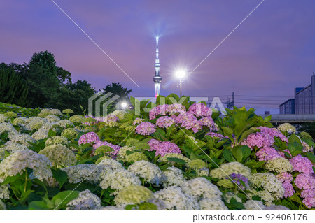 《東京》繡球花和天空樹·久中川水邊公園 92406176
