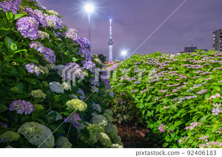 《Tokyo》 Hydrangea and Sky Tree ・ Kyunaka River Waterside Park 92406183