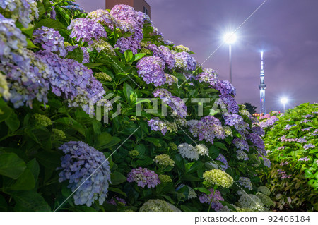 《Tokyo》 Hydrangea and Sky Tree ・ Kyunaka River Waterside Park 92406184