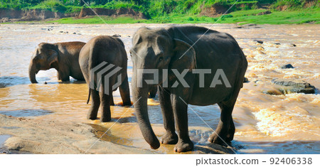 Adult elephants and baby elephants bathe in the river. Wide photo. Adult elephants and baby elephants bathe in the river. Wide photo. 92406338