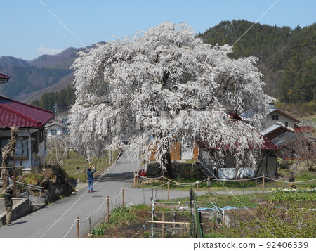 Nakashio weeping cherry blossoms in Takayama Village, Nagano Prefecture Nakashio weeping cherry blossoms in Takayama Village, Nagano Prefecture 92406339