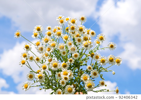 Bouquet of chamomile flowers on a background of blue sky. Bouquet of chamomile flowers on a background of blue sky. 92406342