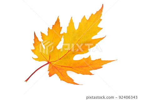 Yellow maple leaf isolated on white. 92406343