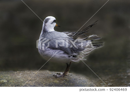 Red Phalarope, Phalaropus fulicarius, standing on shore 92406469