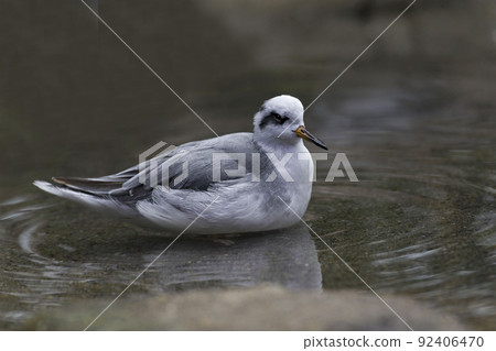 View of Red Phalarope, Phalaropus fulicarius, relaxed on shallow water View of Red Phalarope, Phalaropus fulicarius, relaxed on shallow water 92406470