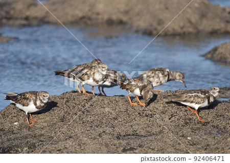 Flock of Ruddy Turnstone, Arenaria interpres, on the shore Flock of Ruddy Turnstone, Arenaria interpres, on the shore 92406471