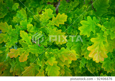 Green oak leaves background. Plant and botany nature texture Green oak leaves background. Plant and botany nature texture 92406876