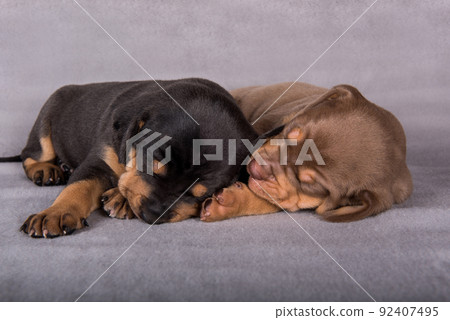 Two Louisiana Catahoula Leopard Dogs puppies on gray background Two Louisiana Catahoula Leopard Dogs puppies on gray background 92407495