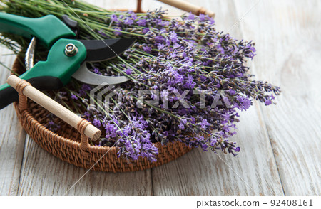 Seasonal pruning of lavender. 92408161