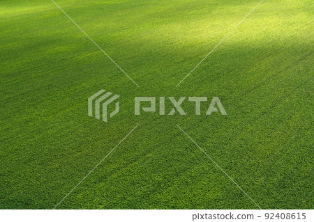 Green field of buckwheat blossoms, healthy food, rural scene, agricultural business, food industry. 92408615