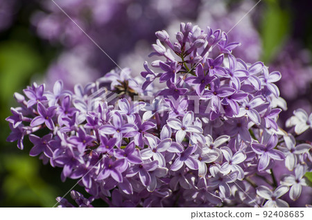 Close-Up of big lilac branch blooms on blurred background Close-Up of big lilac branch blooms on blurred background 92408685