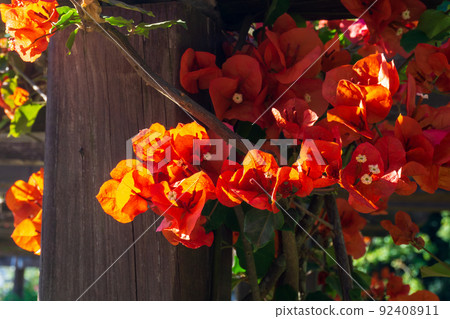 Fiery orange flowers of bougainvillea buttiana in the rays of the dawn sun 92408911