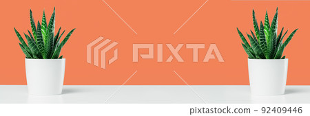 Textured cactus succulent on orange background minimal banner 92409446