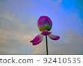 蓮花 7 蓮花 7 92410535