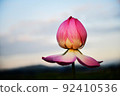 蓮花 8 蓮花 8 92410536