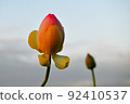 蓮花 9 蓮花 9 92410537