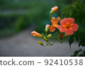 藍花楹 藍花楹 92410538