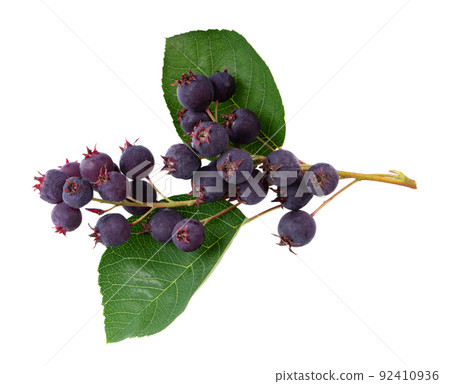 Saskatoon berries isolated on white background. Amelanchier, shadbush, juneberry, irga or sugarplum ripe berries. Saskatoon berries isolated on white background. Amelanchier, shadbush, juneberry, irga or sugarplum ripe berries. 92410936
