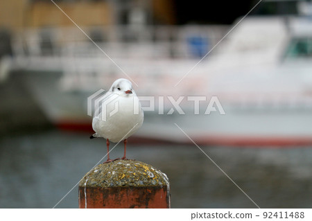 A seagull that is about to fall asleep on a mooring pillar at the wharf A seagull that is about to fall asleep on a mooring pillar at the wharf 92411488