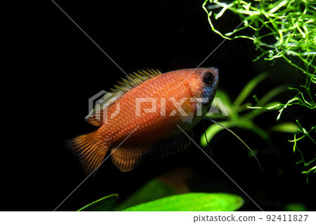Honey Dwarf Gouramy Aquarium 92411827