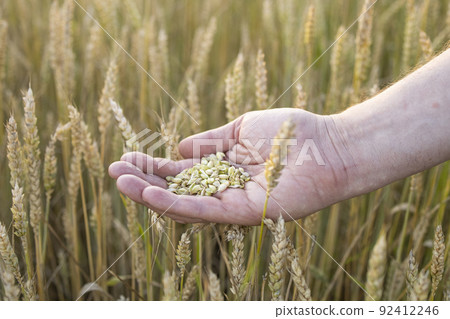 Close-up farmer's hands hold a handful of grains of wheat, rye in a wheat, rye field. A man's hand holds ripe grains of cereals on a blurred background of a grain field. Top view. Harvesting concept. 92412246