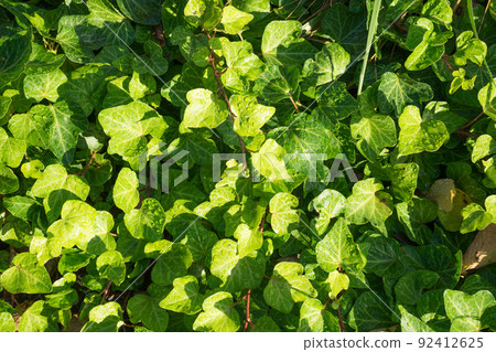 花園裡的綠葉 花園裡的綠葉 92412625