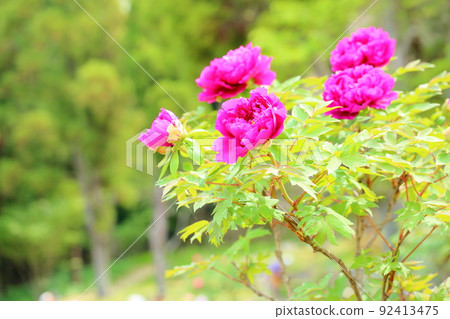 按鈕花 按鈕花 92413475