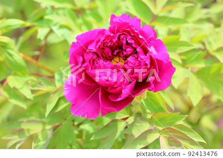 按鈕花 按鈕花 92413476
