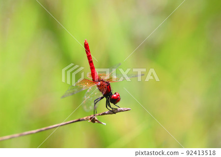 Hachijotombo 92413518