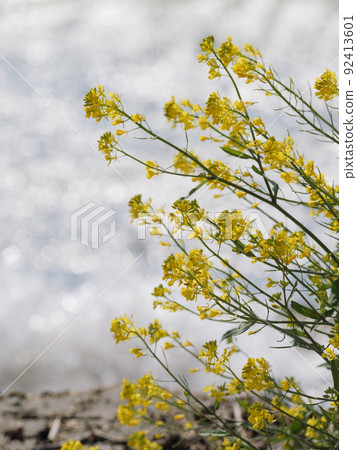 春天湖邊的大風中，明黃色的油菜花搖曳 92413601