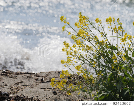 春天湖邊的大風中，明黃色的油菜花搖曳 92413602