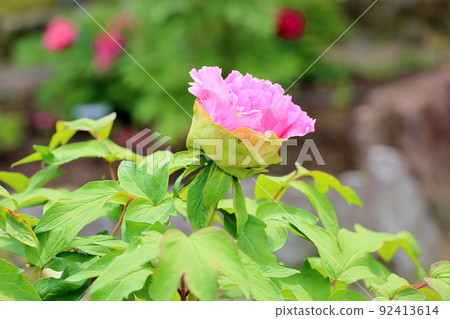 Button flower 92413614