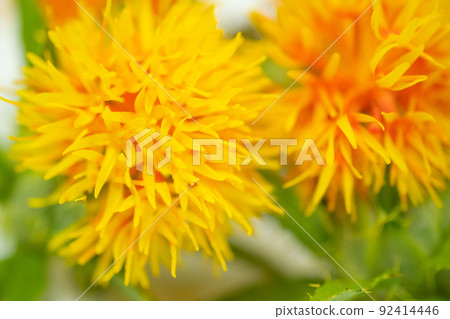 紅花圖片 92414446