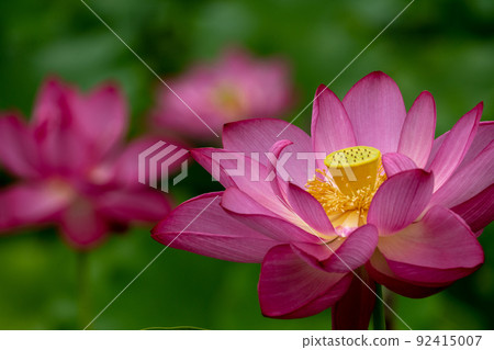 Oga lotus flower 92415007