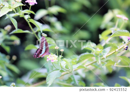 常見的青蠅 92415552