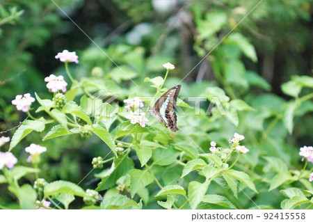 Aosiagehaha Aosiagehaha 92415558