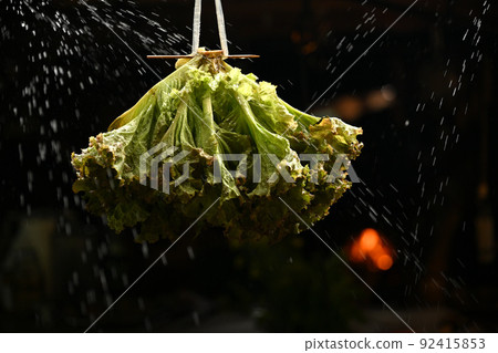<Hara Village, Nagano Prefecture> Lettuce <Hara Village, Nagano Prefecture> Lettuce 92415853