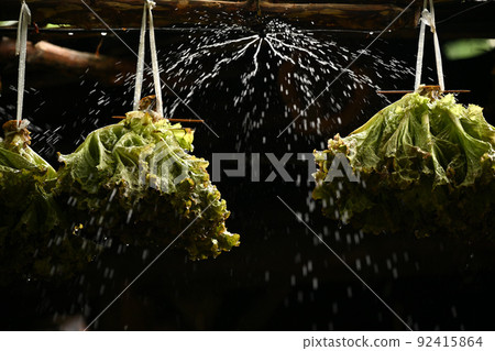 <Hara Village, Nagano Prefecture> Lettuce 92415864