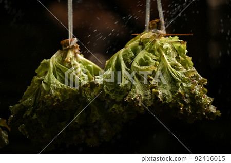 <Hara Village, Nagano Prefecture> Lettuce <Hara Village, Nagano Prefecture> Lettuce 92416015