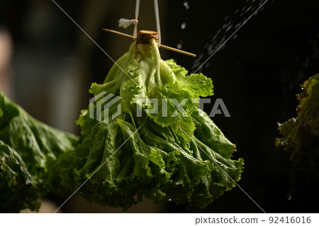 <Hara Village, Nagano Prefecture> Lettuce <Hara Village, Nagano Prefecture> Lettuce 92416016