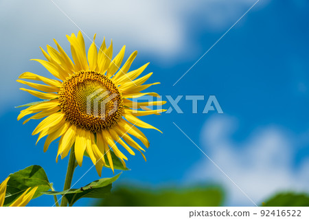Aozora Sunflower Summer Sun Cloud 92416522