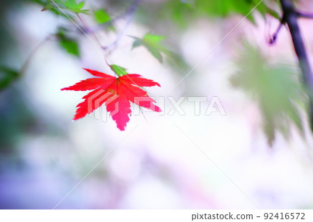 Beautiful autumn leaves and refreshing background 92416572