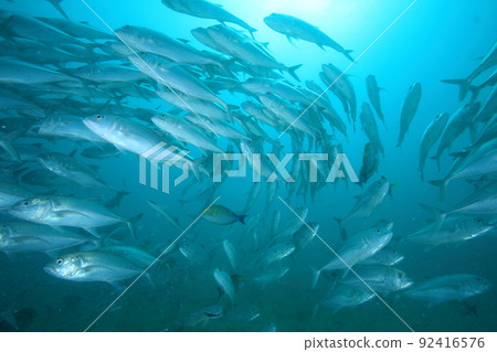 Bigeye trevally flocking in the blue sea Bigeye trevally flocking in the blue sea 92416576