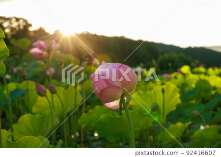 Lotus dyed in dusk 92416607