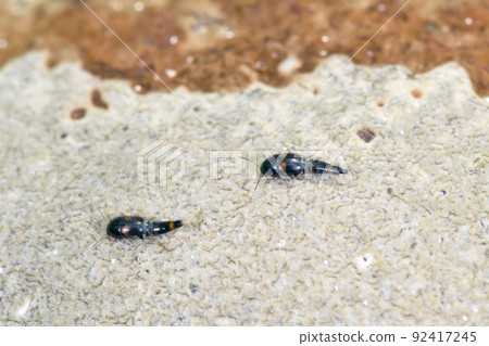 吃蘑菇 Futamon Hime Mushroom Rove Beetle (北海道知床) 吃蘑菇 Futamon Hime Mushroom Rove Beetle (北海道知床) 92417245
