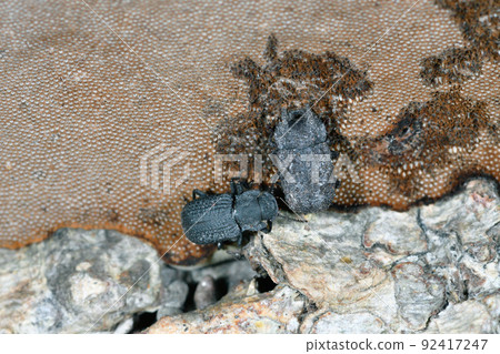 吃蘑菇的Tenebrionidae(北海道知床) 吃蘑菇的Tenebrionidae(北海道知床) 92417247