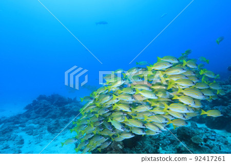 Flock of yellow blue-stripe snapper Flock of yellow blue-stripe snapper 92417261